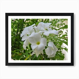 Tropical White Flora Flowers Maldives Art Print