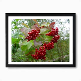 Red Berries 1 Art Print