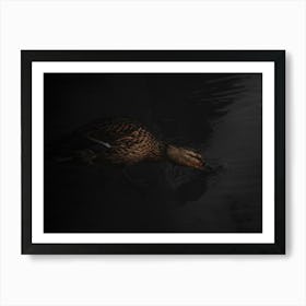 Brown Duck Drinks Water In The Dark. Art Print