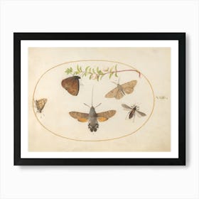 Hawk Moth, Butterflies, And Other Insects Around A Snowberry Sprig, Joris Hoefnagel Art Print