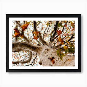 Autumn Tree And Leaves Colour Nature Photography Art Print