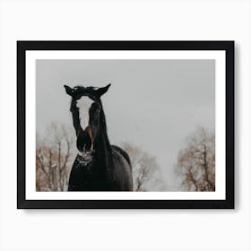 Horse And Snow 3 Art Print