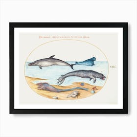 Dolphin, Seals, Brethmechin And Shell (1575–1580), Joris Hoefnagel Art Print