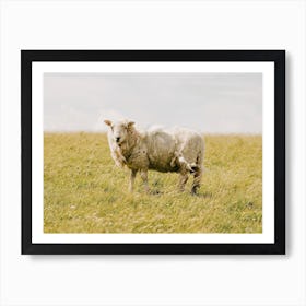 Sheep In Field Art Print