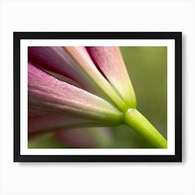 Purple Lily Macro Art Print