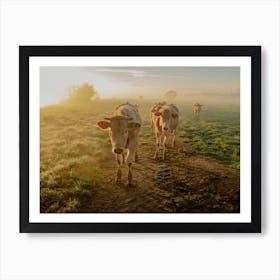 Morning Sunrise and the Cows Art Print