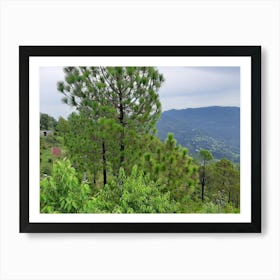 Pine Trees In The Mountains Art Print