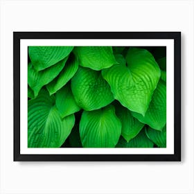 Hosta Leaves Green Poster