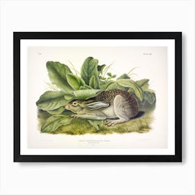 Black Tailed Hare, John James Audubon Art Print