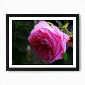 Pink Rose Art Print