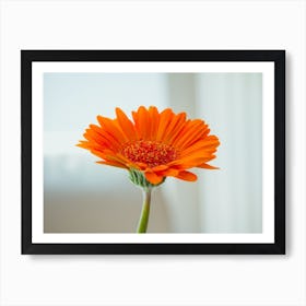 Orange Gerbera Flower On White Background 1 Art Print