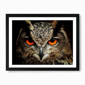 Owl Eyes Art Print