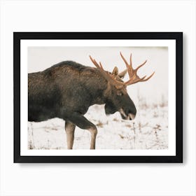 Migrating Moose Art Print