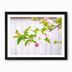 Blossoming Apple Tree 3 Art Print