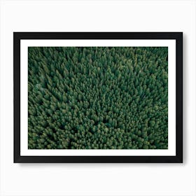 Sea Of Trees Art Print