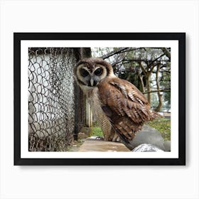 Owl At The Zoo Art Print