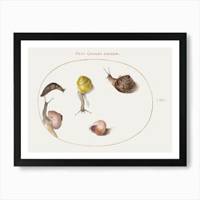 Slug With Snails (1575–1580), Joris Hoefnagel Art Print