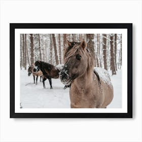 Furry Winter Horses Art Print