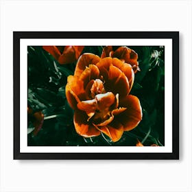 Orange and Red Tulips Art Print