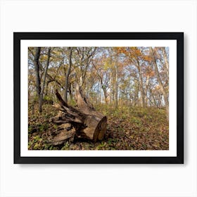 Uprooted Tree Stump Art Print