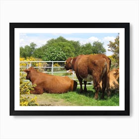 Three Cows In A Field  Scotland Gate Yellow Flowers Art Print