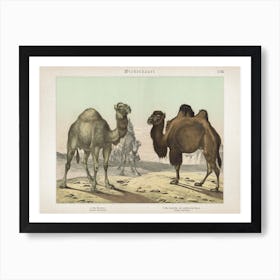 Vintage Schubert 4 Wiederkäuer 18 Art Print