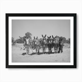 Untitled Photo, Possibly Related To Burros And Colt Which Are Used For Farm Work On The Homestead Farm Of Mr Póster