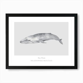 Humpback Whale Art Print