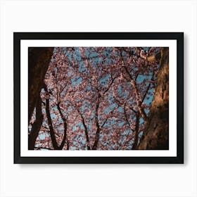 Cherry Blossoms. Trees Against The Sky Under The Light Of The Sun Art Print