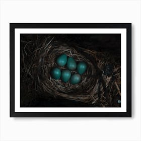 Bird'S Nest Art Print