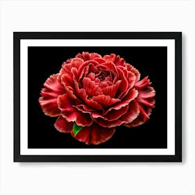 Red Peony Flower Isolated On Black Background Art Print