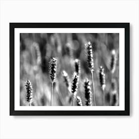 Weeds BW Art Print