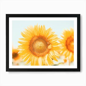 Sunflowers In A Field Art Print