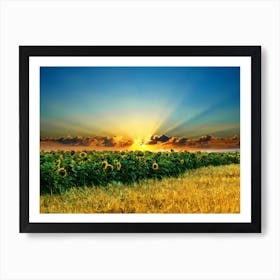 Sunflowers In The Field Art Print