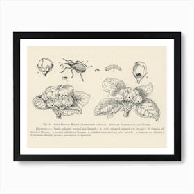 Vintage Illustration Of Anthonomus Pomorum, Apple Blossom Weevil, Attacked Blossom Buds, Trusses, John Wright Art Print