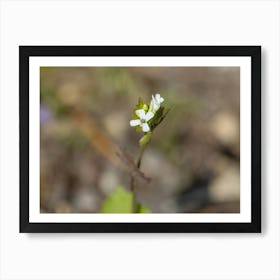 Tiny White Wildflower Macro Art Print