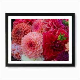 Dahlias 4 Art Print