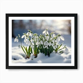 Snowdrops In The Snow 3 Art Print