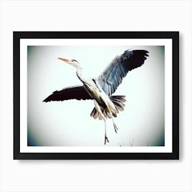 Heron In Flight Art Print