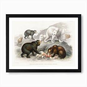 Grisly Bear, European Brown Bear ,American Black Bear, Polar Bear, Oliver Goldsmith Art Print