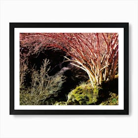 Red Birch Tree 20231225122924rt1pub Art Print