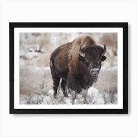 Winter Bison Scenery Art Print