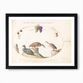 Flying And Amphibious Animals, Joris Hoefnagel (5) Art Print