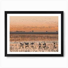 Sandhill Crane Sunrise Art Print