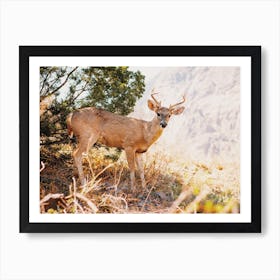 Desert Deer Art Print