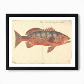 Unidentified Fish, Luigi Balugani (16) 1 Art Print