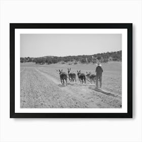 Untitled Photo, Possibly Related To Mr, Leatherman Terraces With Four Burros, Pie Town, New Mexico By Russell Lee Art Print