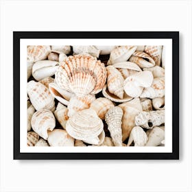 Seashells Art Print