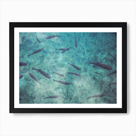 A School Of Fish Swimming In Clear Azure Water Art Print