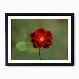 Red Rose in Full Bloom Art Print